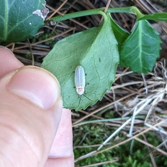 Photinus marginellus