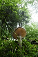 Amanita verna
