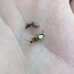 Photinus marginellus