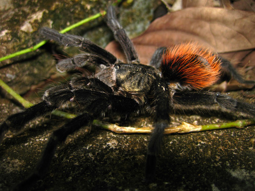 Mexican Red-rump Tarantula