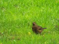 Turdus merula