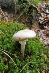 Amanita verna