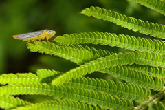 Graphocephala aurora