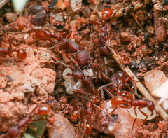 Neivamyrmex nigrescens