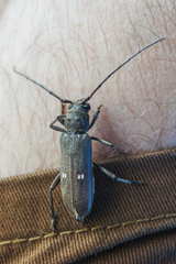 Gnatholea eburifera