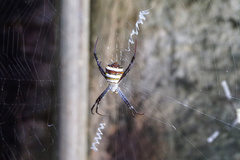 Argiope versicolor
