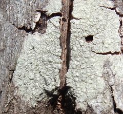 Pertusaria texana
