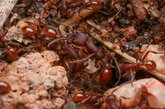 Neivamyrmex nigrescens