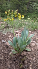 Senecio wootonii