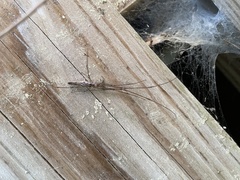 Tetragnatha versicolor