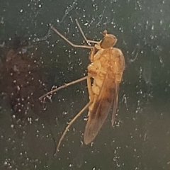 Chrysopilus quadratus