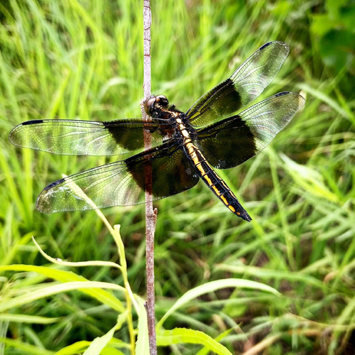 Widow Skimmer, photo 2 of 8
