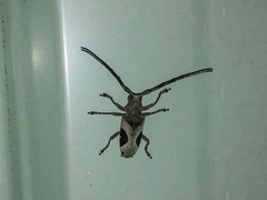 Paraleprodera triangularis