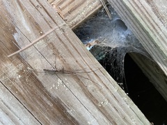 Tetragnatha versicolor