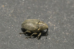 Ceutorhynchus obstrictus