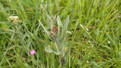 Uroleucon jaceae
