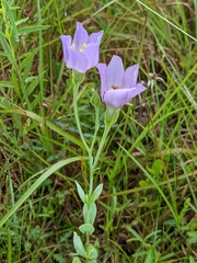 Eustoma exaltatum
