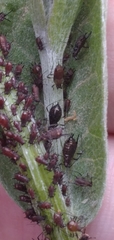 Uroleucon jaceae