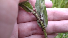 Uroleucon jaceae