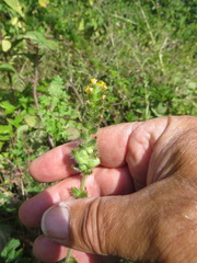 Schizomyia macrofila