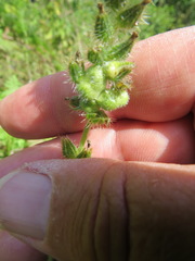 Schizomyia macrofila