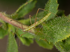 Neides tipularius