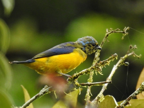 Golden-rumped Euphonia (Chlorophonia cyanocephala), photo 9