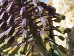 Muscari longipes