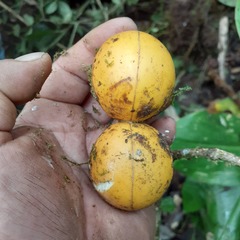 Tabernaemontaneae