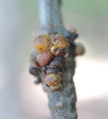 Callirhytis quercusgemmaria