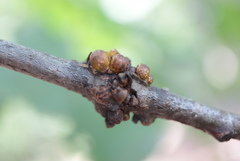 Callirhytis quercusgemmaria
