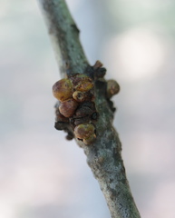 Callirhytis quercusgemmaria