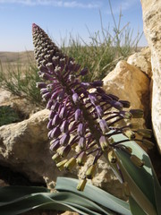 Muscari longipes
