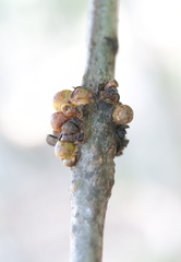 Callirhytis quercusgemmaria