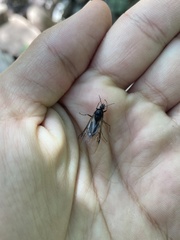 Liometopum apiculatum