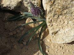 Muscari longipes