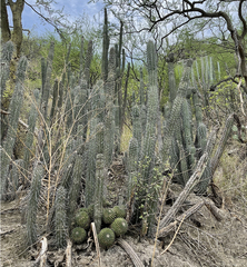 Lemaireocereus hollianus