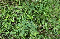 Baptisia bracteata leucophaea