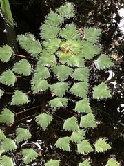 Trapa natans bispinosa