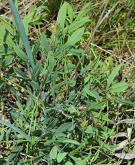 Baptisia bracteata leucophaea