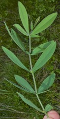 Baptisia bracteata leucophaea