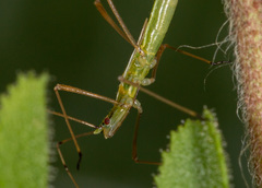 Neides tipularius