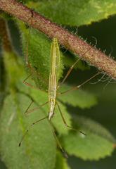 Neides tipularius