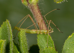 Neides tipularius