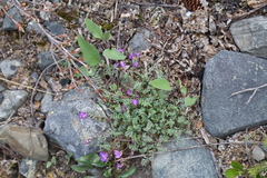 Astragalus nutzotinensis