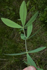 Baptisia bracteata leucophaea