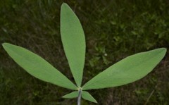 Baptisia bracteata leucophaea