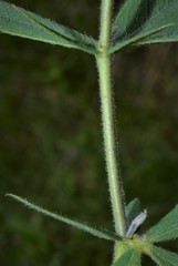 Baptisia bracteata leucophaea