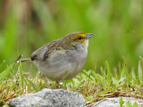 Yellow-browed Sparrow (Ammodramus aurifrons), photo 10