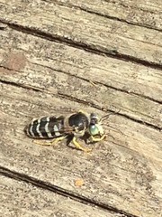 Bembix americana spinolae